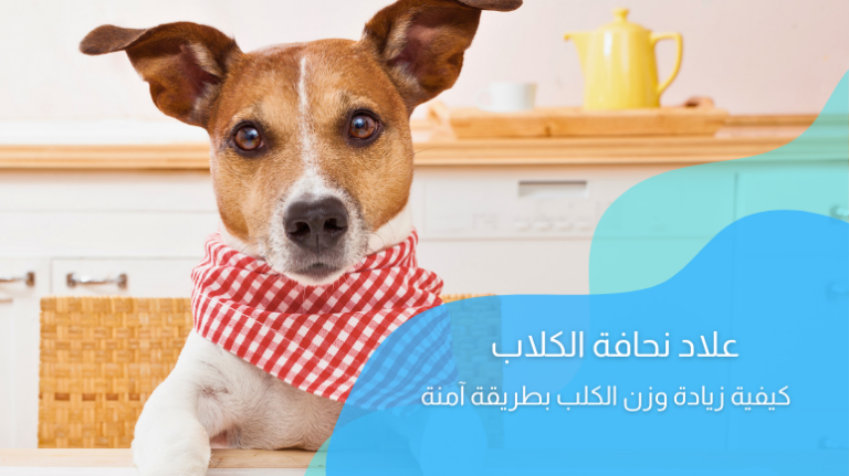 علاج نحافة الكلاب؛ كيفية زيادة وزن الكلب بطريقة آمنة