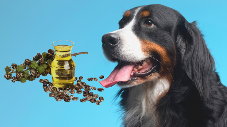 زيت الخروع للكلاب (Castor oil for dogs)