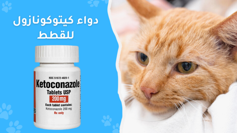 كيتوكونازول للقطط؛ دواعي الاستعمال والجرعات و7 آثار الجانبية