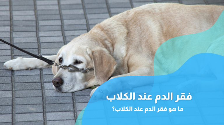 فقر الدم عند الكلاب؛ إليك أبرز الأسباب والأعراض وطرق العلاج