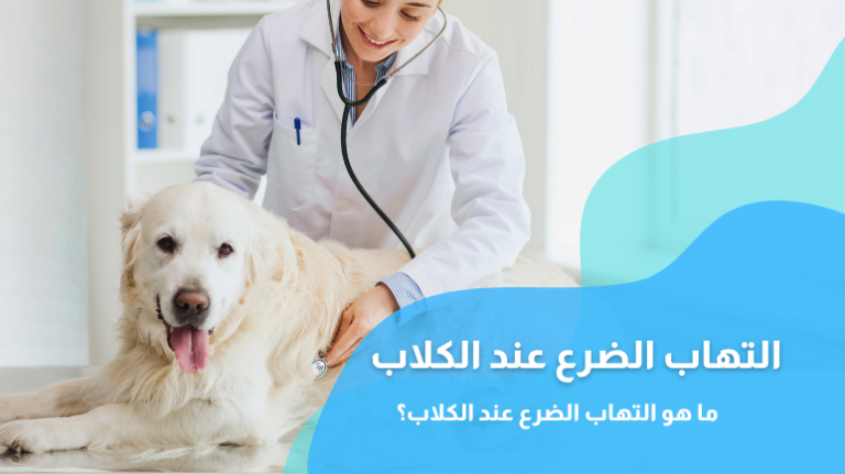 التهاب الضرع عند الكلاب؛ أبرز الأسباب والأعراض وطرق العلاج