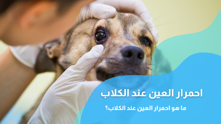 احمرار العين عند الكلاب؛ أبرز الأسباب والأعراض وطرق العلاج