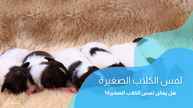 لمس الكلاب الصغيرة؛ متى يُسمح بلمس الجراء حديثة الولادة؟