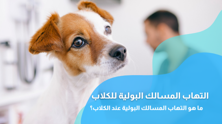 التهاب المسالك البولية عند الكلاب؛ أهم الأعراض والأسباب وطرق العلاج