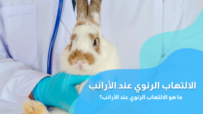 الالتهاب الرئوي عند الأرانب؛ أهم الأسباب والأعراض وطرق العلاج