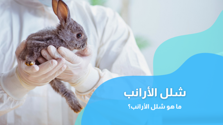 شلل الأرانب؛ إليك أبرز الأسباب والأعراض وطرق العلاج