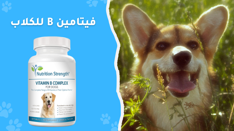 فيتامين ب للكلاب (Vitamin B for dogs)