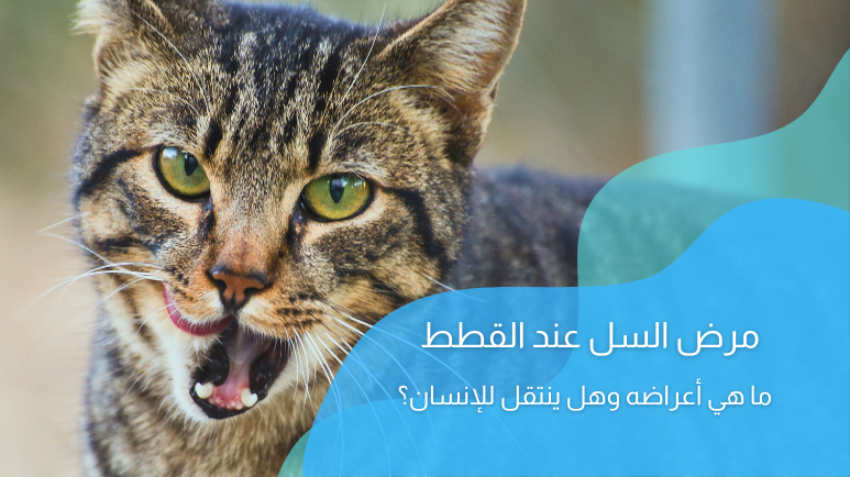 مرض السل عند القطط (Tuberculosis in cats)