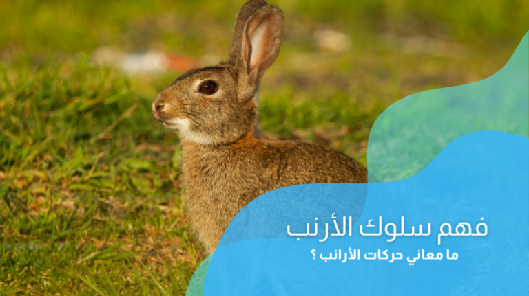 فهم سلوك الأرنب؛ ما معنى حركات الأرانب؟ وكيف نفسر سلوكياتها بطريقة صحيحة؟