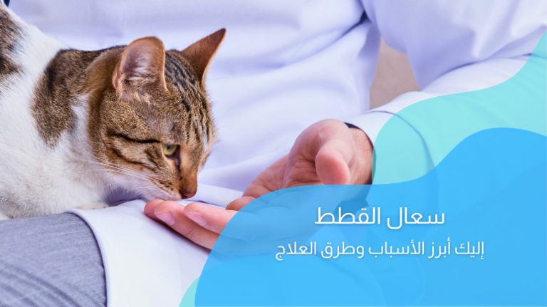 سعال القطط؛ تعرّف على أبرز الأسباب وطرق العلاج