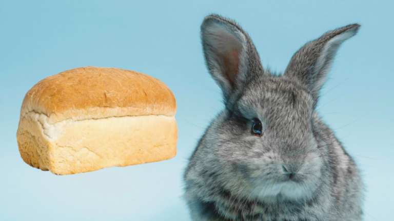 الخبز للأرانب؛ هل هو آمن؟ وهل له فوائد؟ وما هي أهم بدائله؟