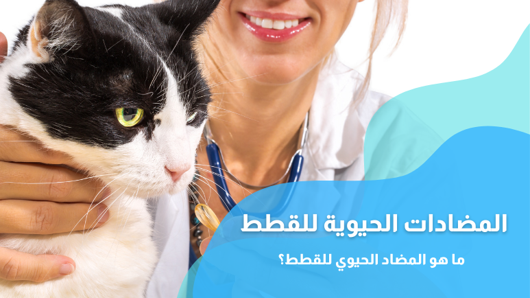 المضادات الحيوية للقطط (Antibiotics for cats)
