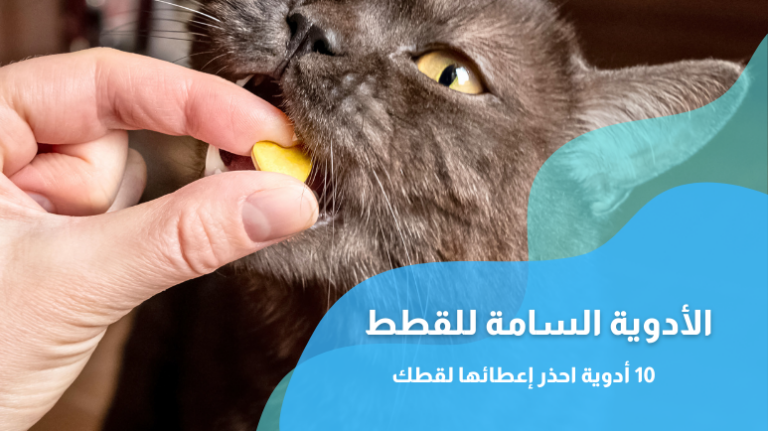 الأدوية السامة للقطط؛ 10 أدوية احذر إعطائها لقطك