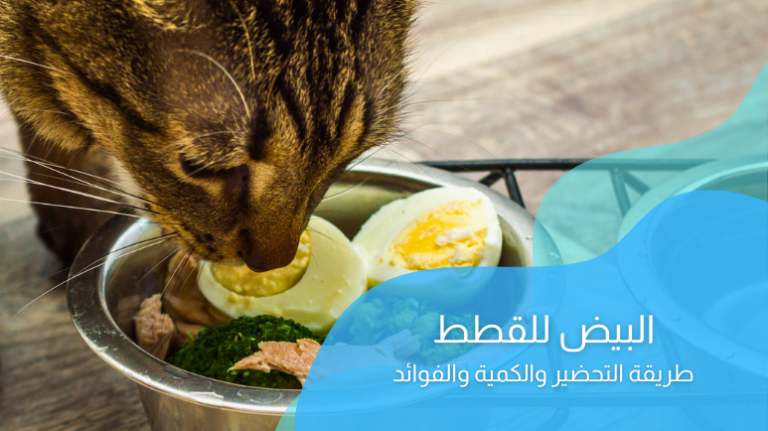هل تأكل القطط البيض؟ طريقة التحضير وأهم 5 فوائد له