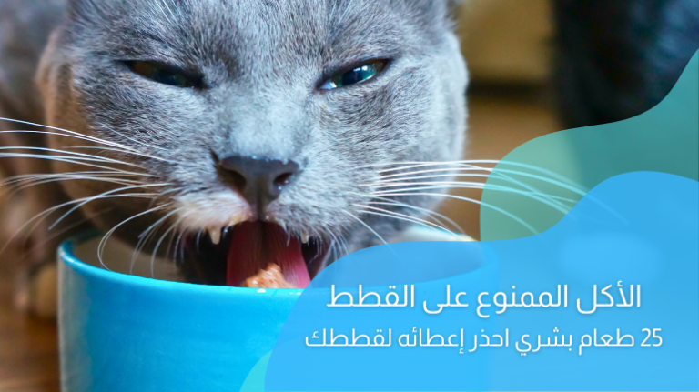 الأكل الممنوع على القطط؛ 25 طعام بشري احذر إعطائه لقطّك