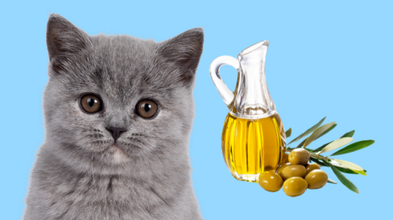 زيت الزيتون للقطط؛ طريقة الاستخدام وأهم فوائده الصحيّة