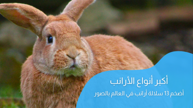 أكبر أنواع الأرانب؛ أضخم 13 نوع في العالم بالصور