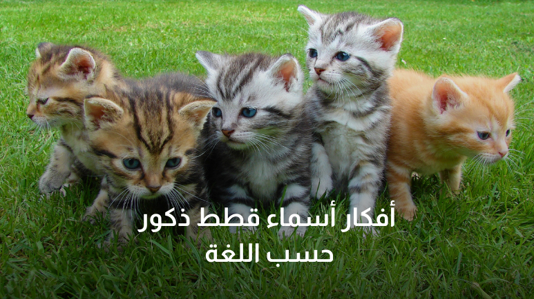 اسماء قطط ذكور عربية