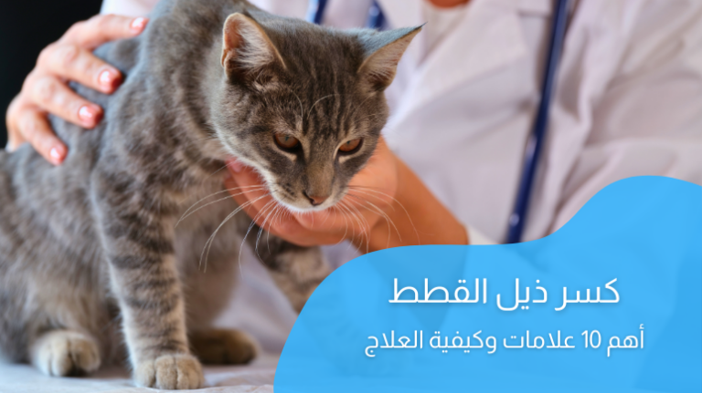 كسر ذيل القطط؛ أبرز الأسباب والأعراض وطرق العلاج