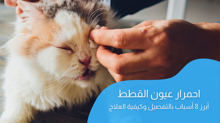 احمرار عيون القطط؛ أبرز الأسباب وطرق العلاج بالتفصيل