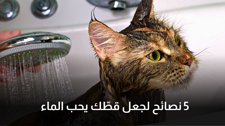 لماذا تخاف القطط من الماء