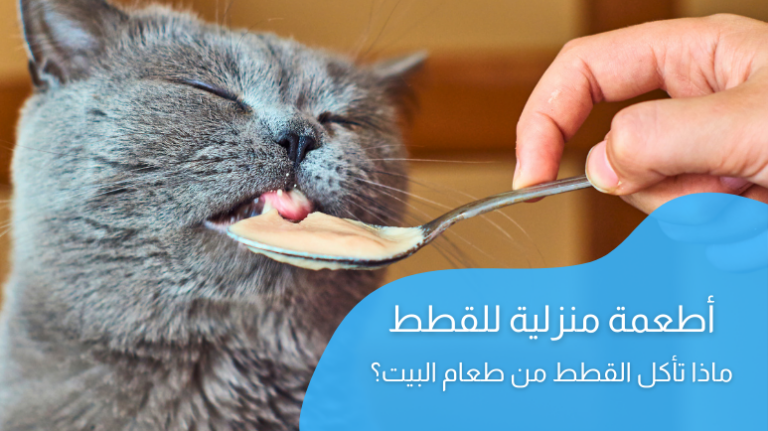 أطعمة منزلية للقطط؛ ماذا تأكل القطط من طعام البيت؟