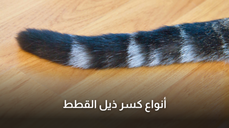 كسر ذيل القطط؛ أبرز 10 علامات وكيفية العلاج - أوالف