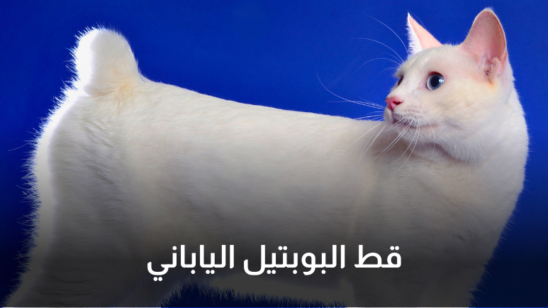 قطط بيضاء بعيون زرقاء
