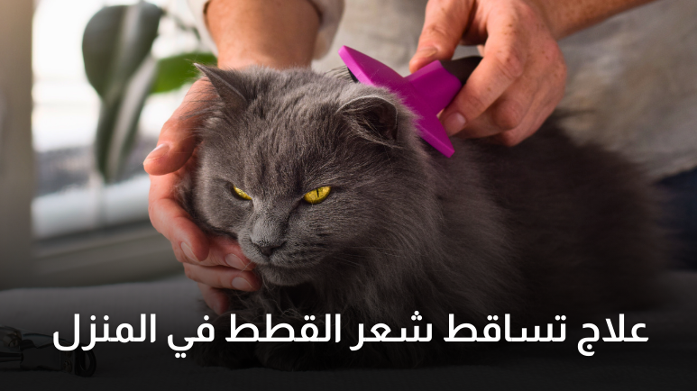 علاج تساقط شعر القطط في المنزل