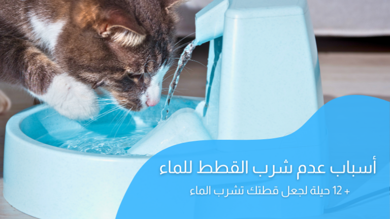 عدم شرب القطط للماء؛ أهم الأسباب و12 حيلة لجعل قطتك تشرب الماء