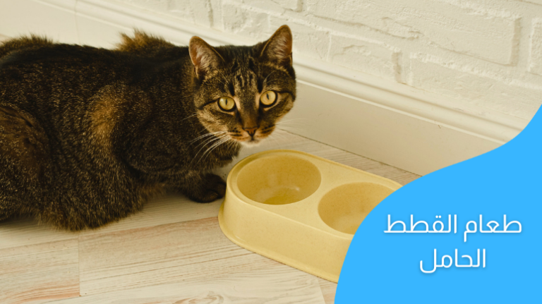 طعام القطط الحامل؛ كيفية تغذية القطة أثناء الحمل (دليل شامل)