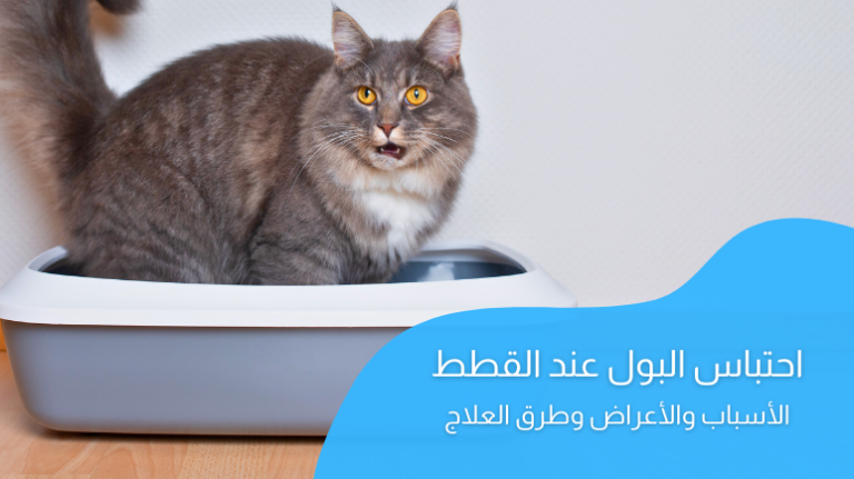 احتباس البول عند القطط؛ أهم الأسباب والأعراض وطرق العلاج بالتفصيل
