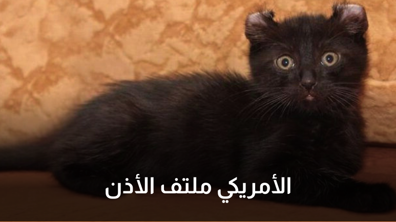 انواع قطط سوداء
