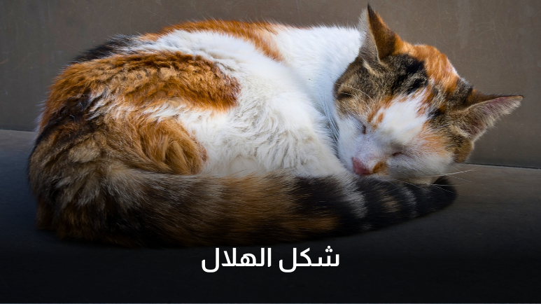 معنى وضعيات نوم القطط