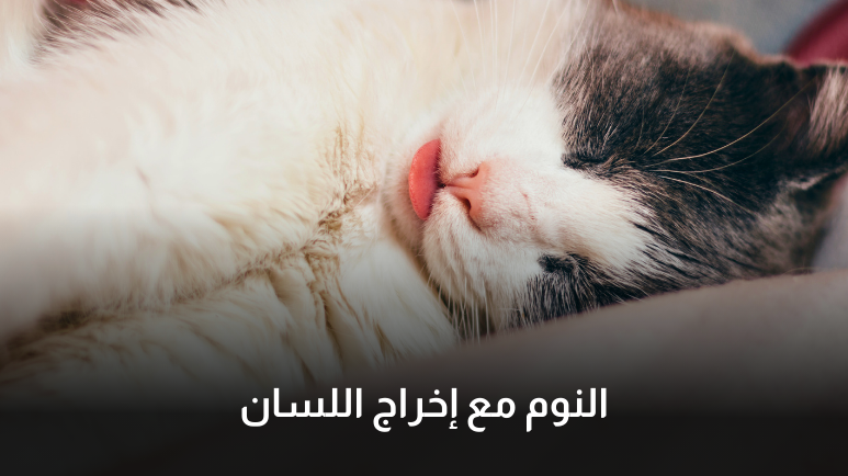 طريقة نوم القطط