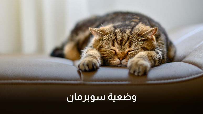 تفسير وضعيات نوم القطط