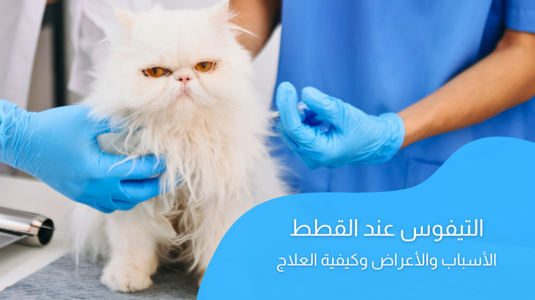 التيفوس عند القطط؛ أهم الأسباب والأعراض وكيفية العلاج