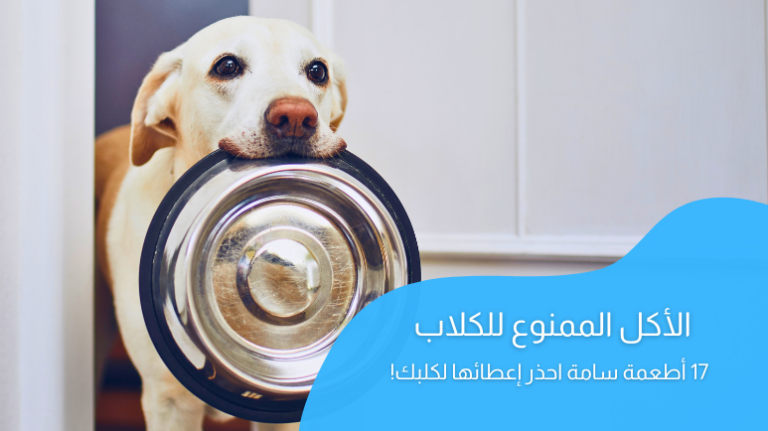 الأكل الممنوع للكلاب؛ 17 أطعمة سامة احذر إعطائها لكلبك!