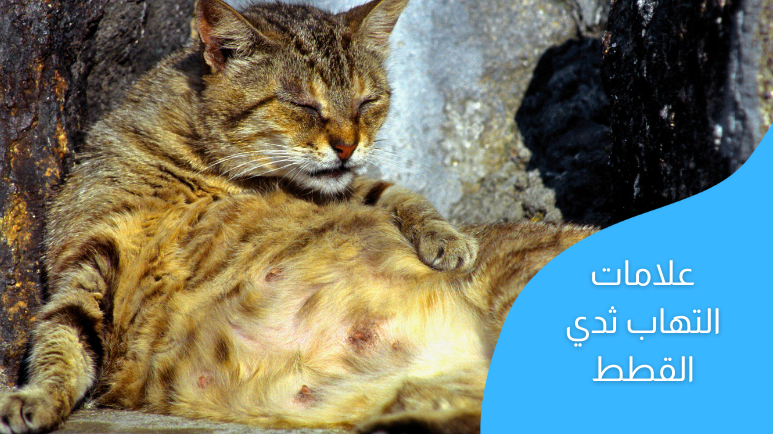 التهاب الثدي عند القطط