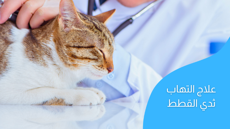 علاج التهاب ثدي القطط