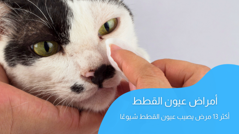 أمراض عيون القطط بالصور؛ أكثر 13 مرض يصيب عيون القطة شيوعًا
