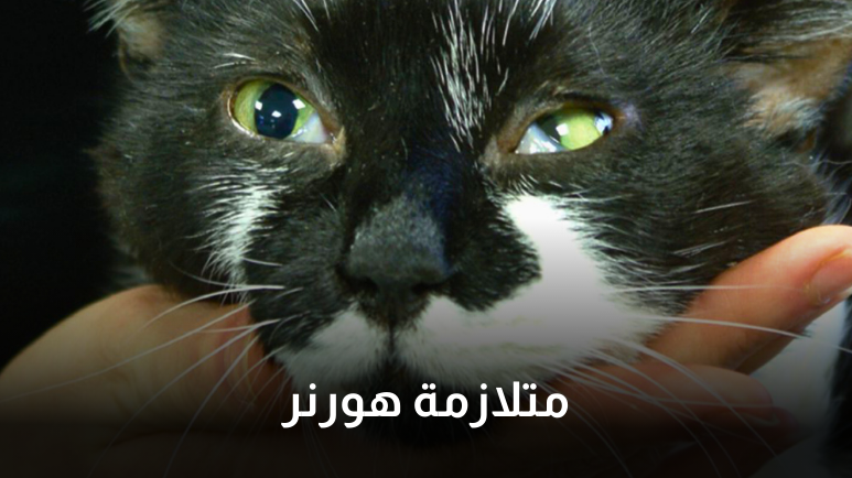 مرض عيون القطط