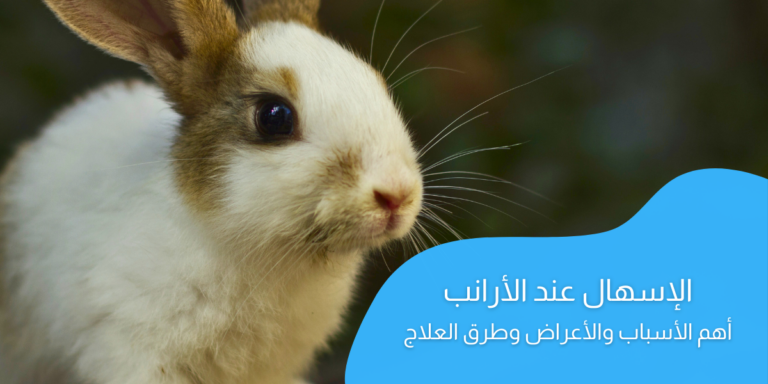 الإسهال عند الأرانب؛ أهم أسباب وكيفية العلاج المرض