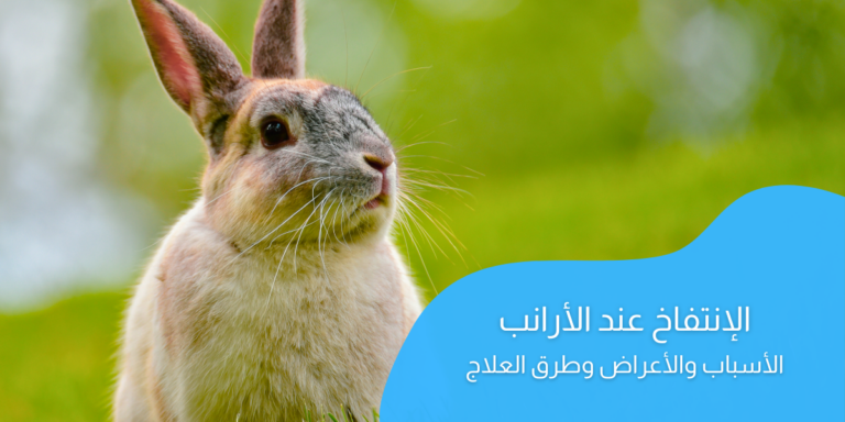 الانتفاخ عند الأرانب؛ أهم أسباب وأعراض وكيفية علاج المرض