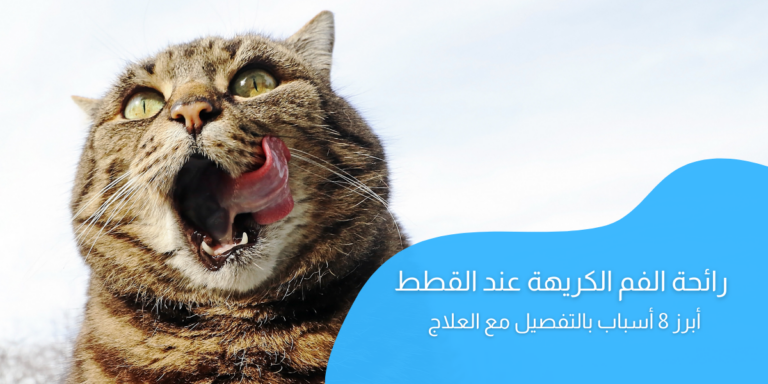 أهم 8 من أسباب رائحة الفم الكريهة عند القطط مع كيفية العلاج