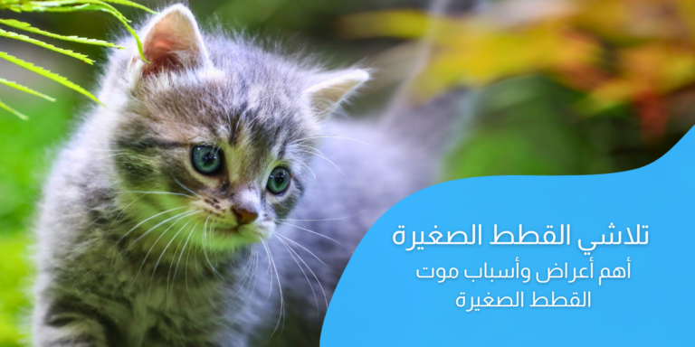 متلازمة تلاشي القطط؛ أهم أعراض وأسباب موت القطة الصغيرة