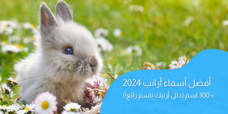 أفضل أسماء أرانب 2024؛ أكثر من 300 اسم (دلل أرنبك باسم رائع!)